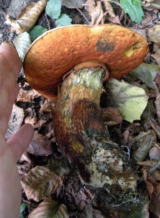 Porcini emiliani: Boletus luridus?